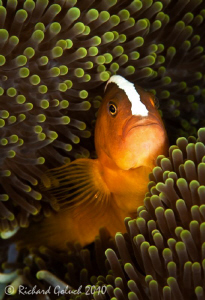Portrait of Skunk Anemonefish by Richard Goluch 